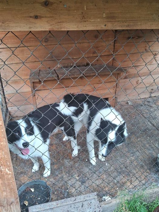 Цуценята Европейської лайки