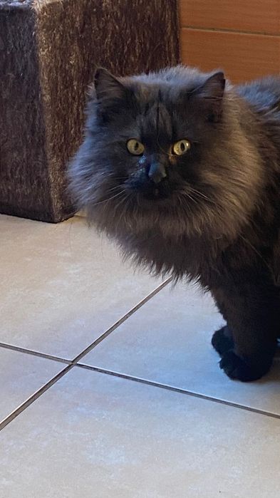 Kocurek około 5 lat