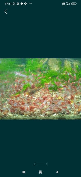 Super cena. krewetka red rili, krewetki neocardiny czerwono-białe