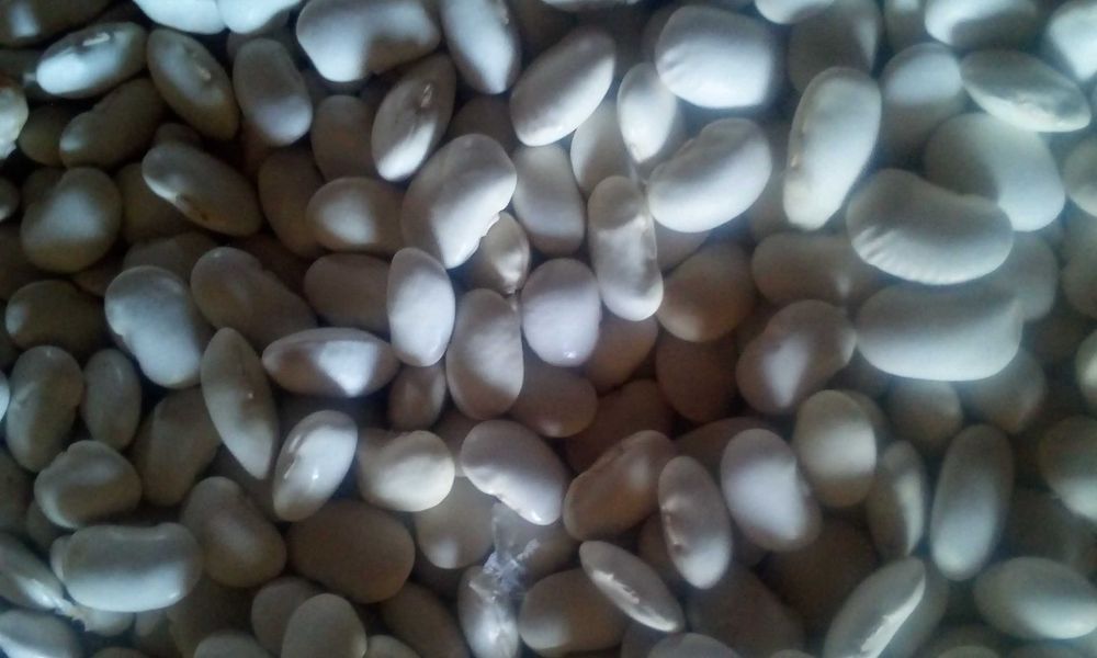 Продаю   інкубаційні  кур'ячі  яйця  Лівенська  ситцева +  Мастер грей