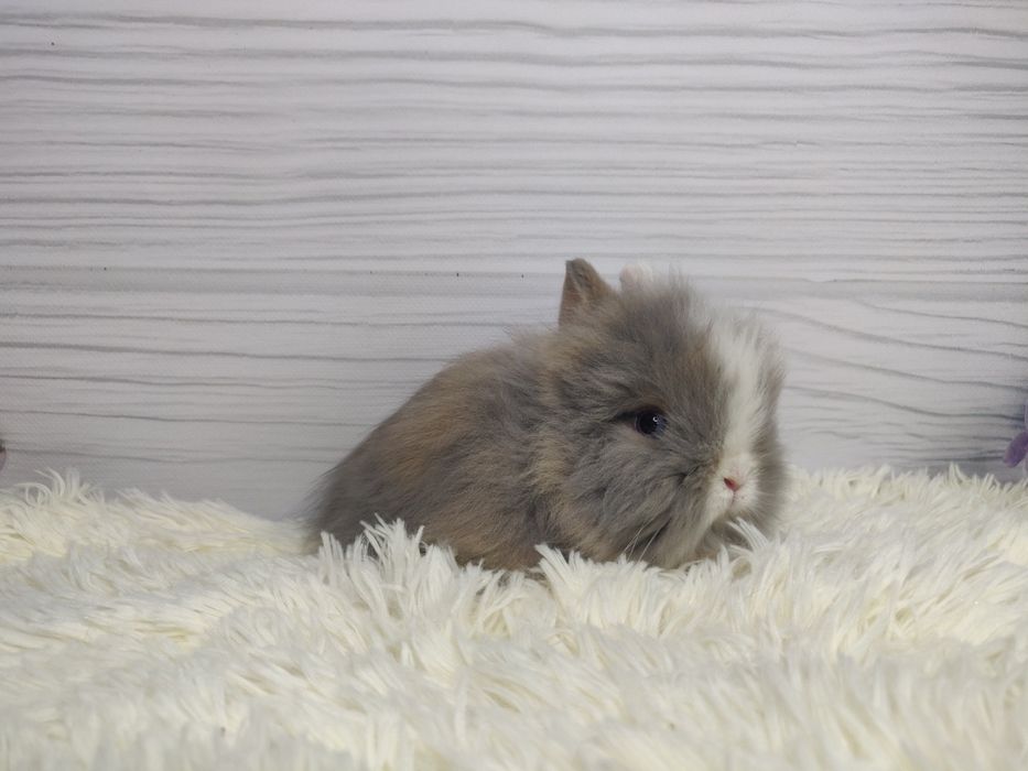 Piękne karzełki Teddy. Maluszki do rezerwacji.