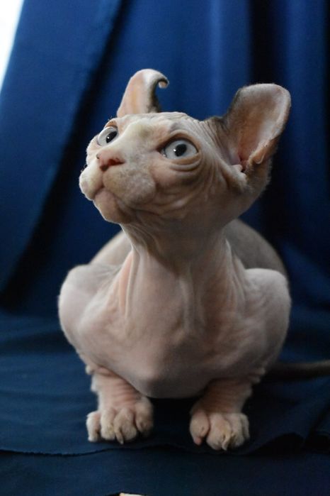 Молодой мальчик двэльф