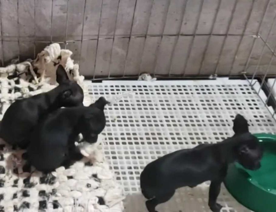 Pinscher fêmea  black