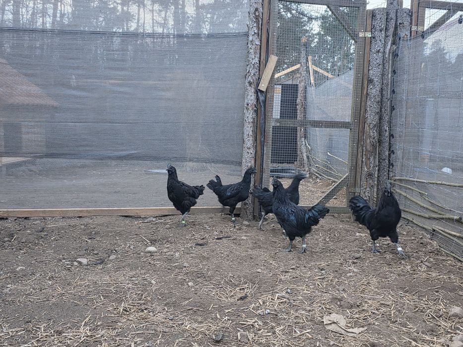 Ayam Cemani  jaja lęgowe