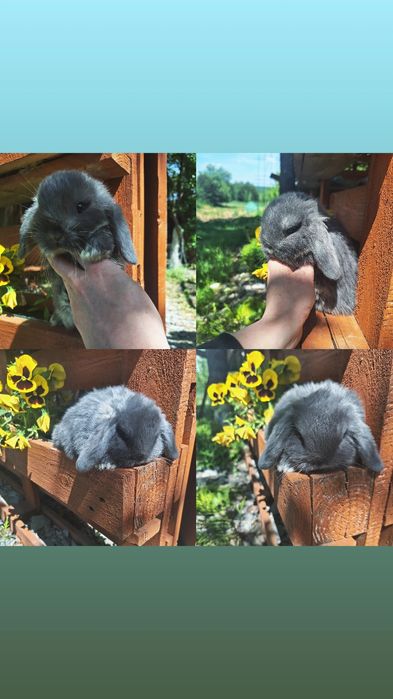Mini lop karzełek teddy niderlandzki  Mini rex