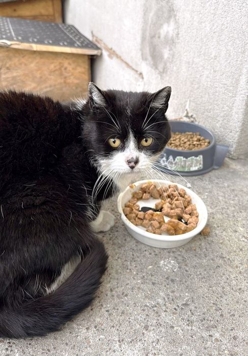 Gucia szuka kochającego domu – wyjątkowy kot do adopcji