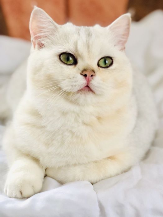 Чудо-дівчинка. Срібляста шиншилла Купити в Київі в Україні