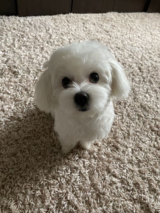 Вʼязка Мальтез міні хлопчик