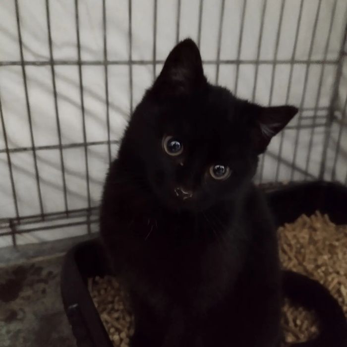 Elvis i Oskar szukają domów! - Kociarnia Ostróda