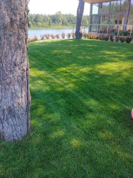 Рулонні Газони,озеленення ділянки. Обрізка дерев, формування крони