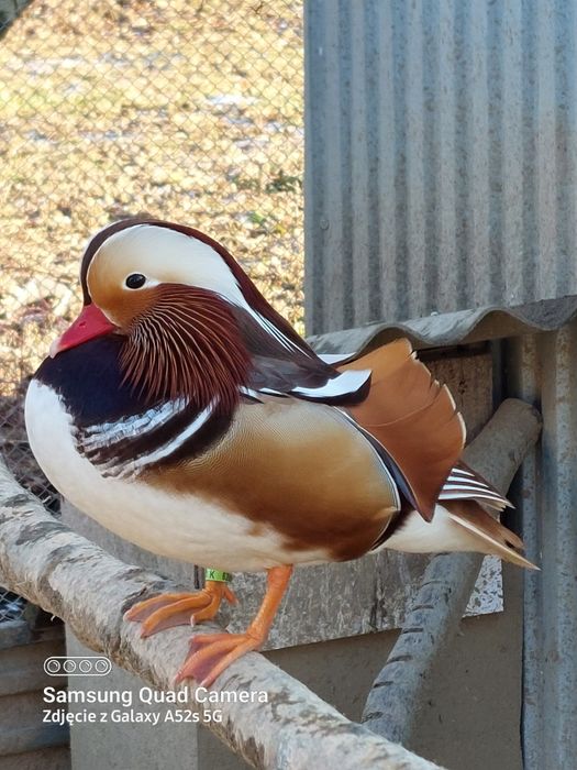 Kaczki mandarynki karolinki