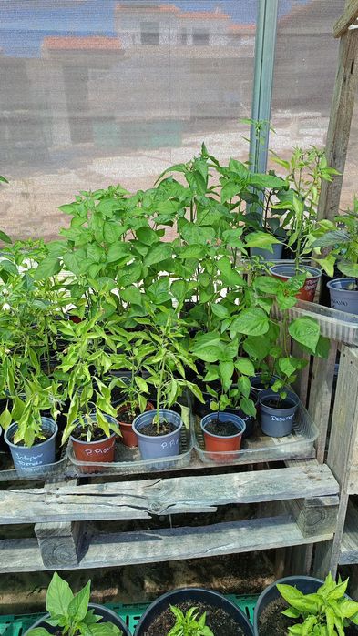 Plantas de Pimenta / Malaguetas raras