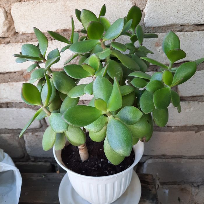 Кімнатна рослина, товстянка "грошове дерево"