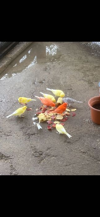 Aves de várias espécies