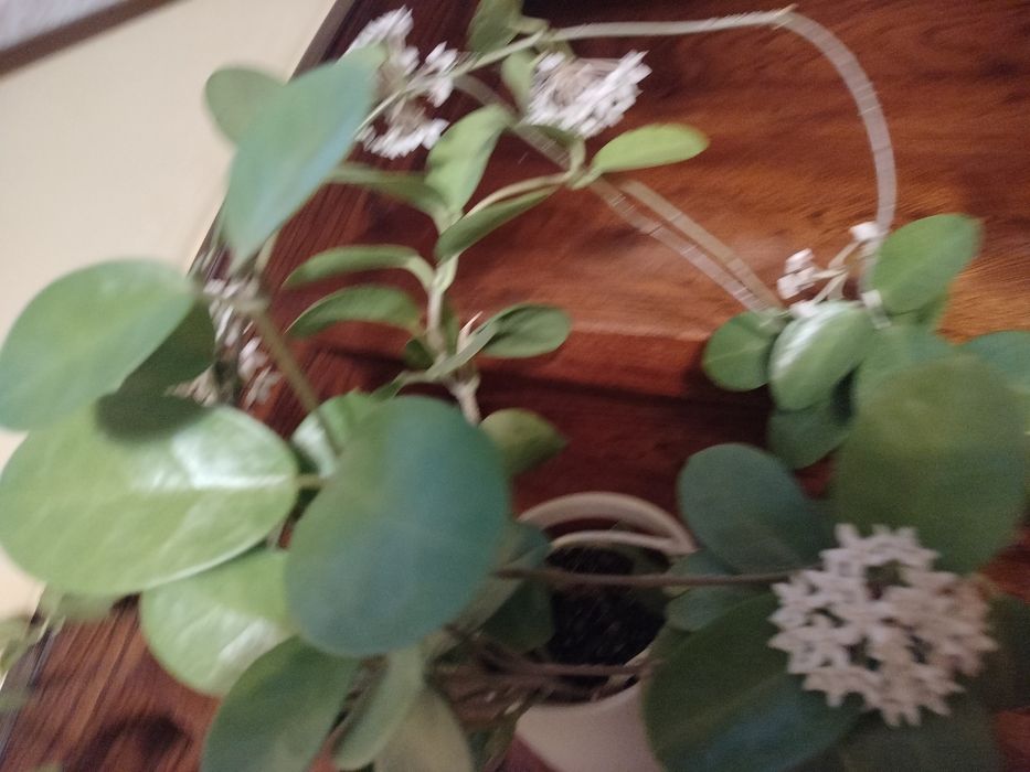 Hoja australis kwiaty białe