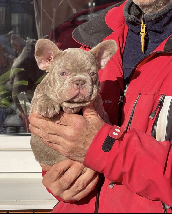 Голубые глаза красивый мальчик француз редкого окраса