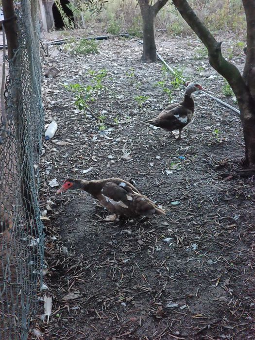 Patos Mudos Adultos