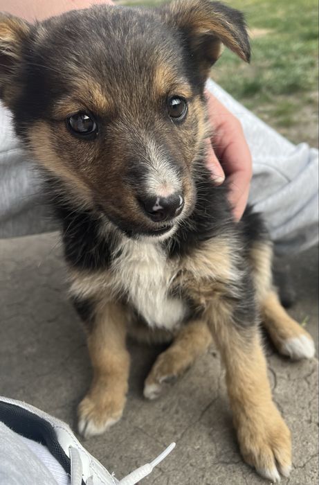 Szczeniak do oddania