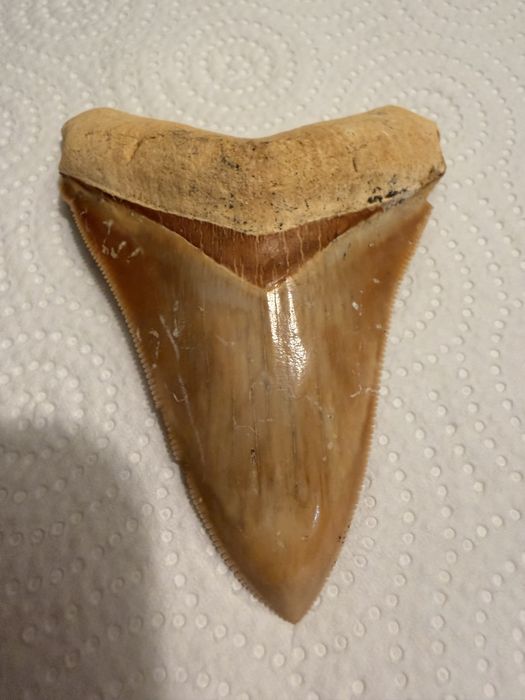 Dente fóssil de tubarão Megadolon