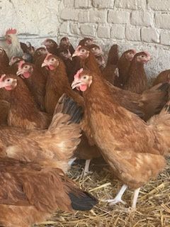 Kury nioski, kury, Rossa, Sonia, leghorn, tęczanka, messa, sussex