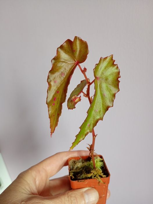 Begonia Amphioxus X Malachosticta, ukorzeniona w mchu