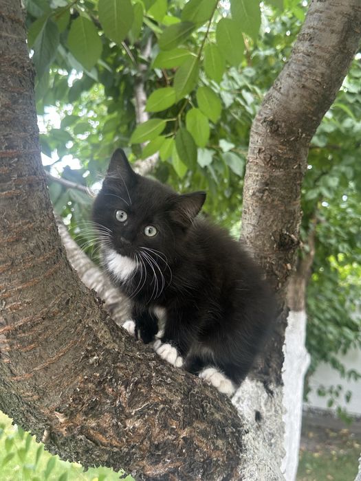 Віддам котиків безкоштовно у добрі руки