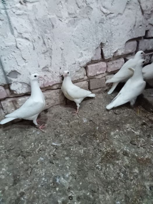 Gołębie pocztowe białe