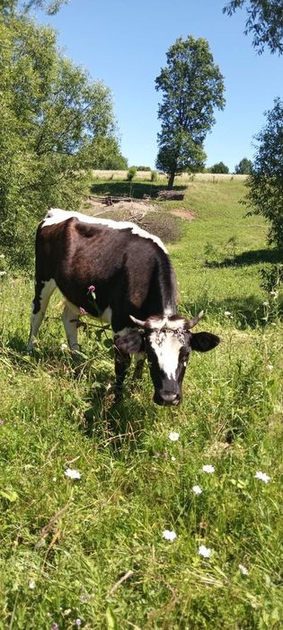 Продається худоба