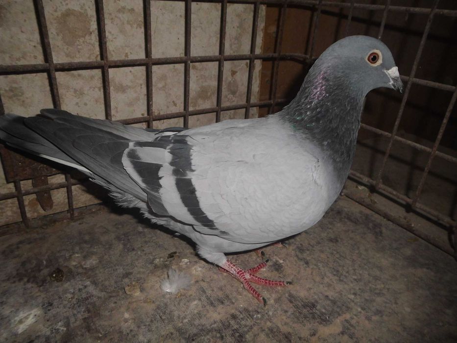Gołębie pocztowe 2 samice do rozpłodu