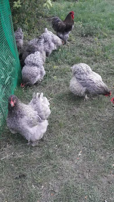 Курчата Кохінхін