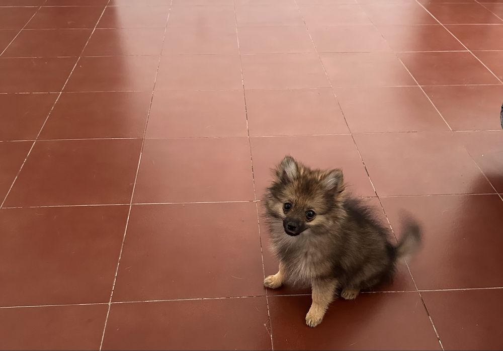 Spitz alemã anã fêmea