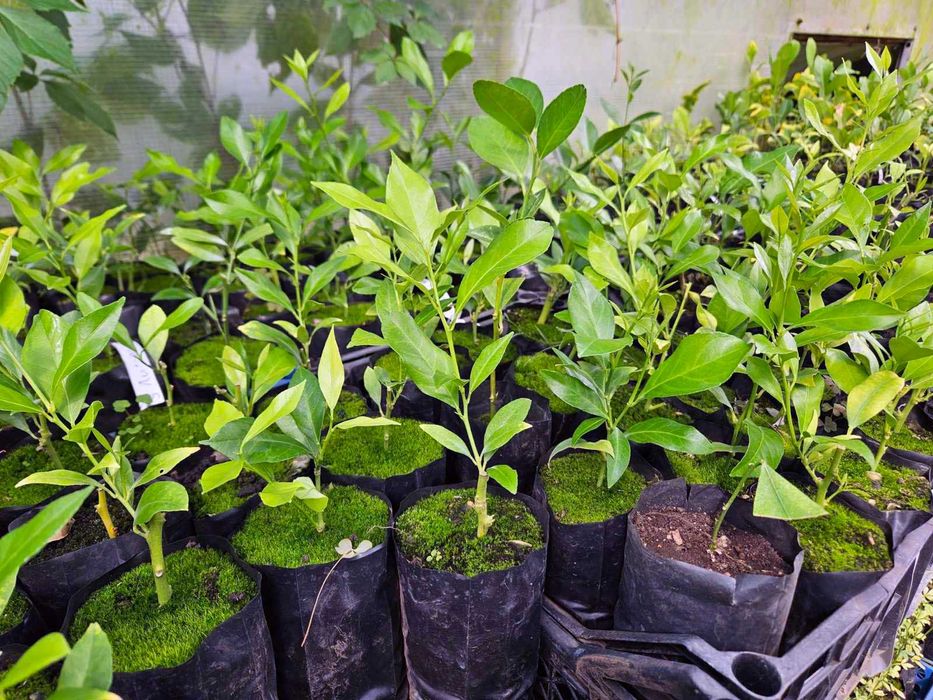 Лимон Червоний кімнатний.