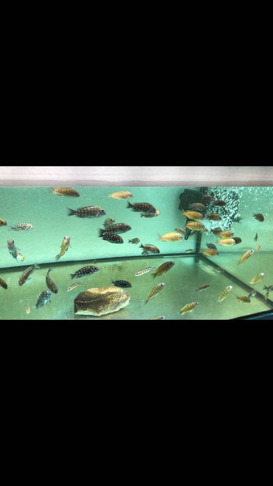 Ciclideos do tanganyika, Tropheus duboisis