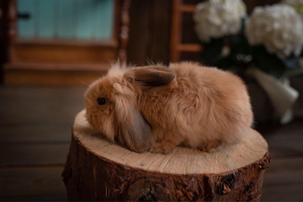 Кролик декоративный , Мини Лоп. NHD