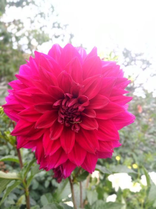 Жоржини георгіни