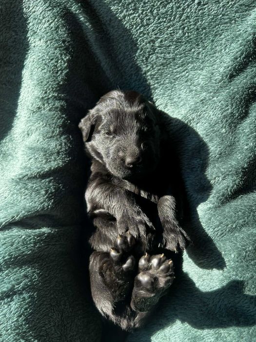 Flat Coated Retriever ZKWP/FCI