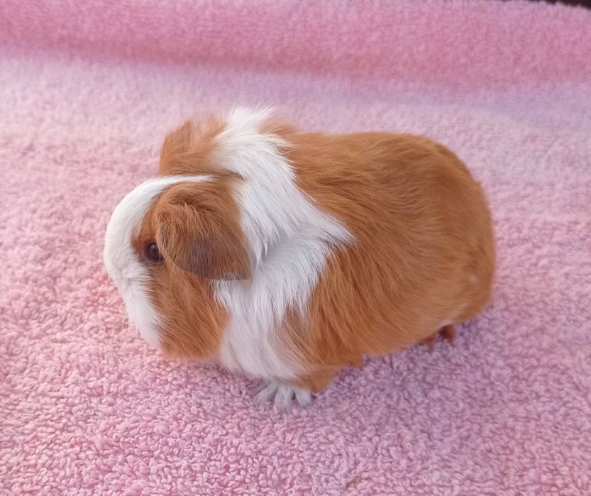 Морские свинки очаровашки