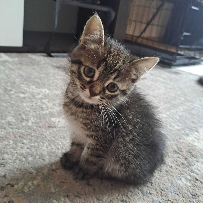 Кошеня, хлопчик, 2 місяці, в люблячі ручки