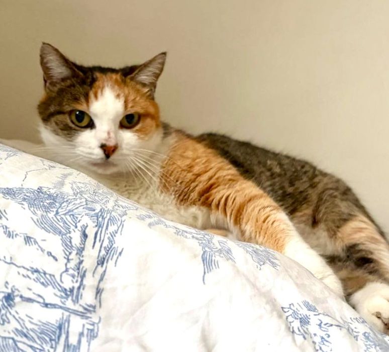 Ma czas na znalezienie domu stałego lub tymczasowego do końca grudnia!