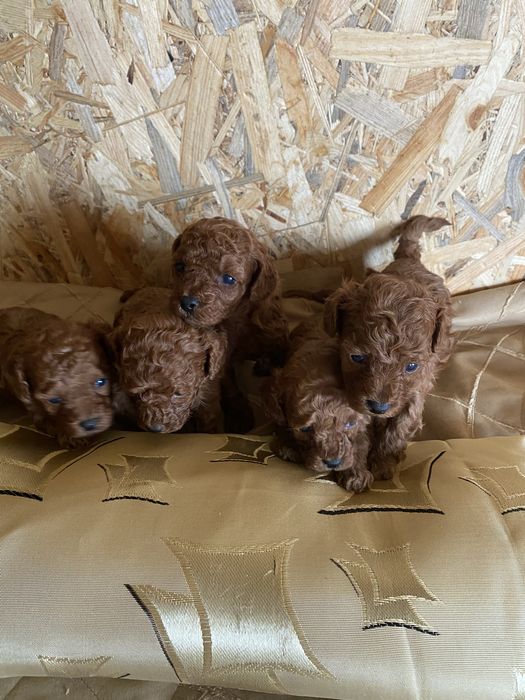 Малюки той- пудель