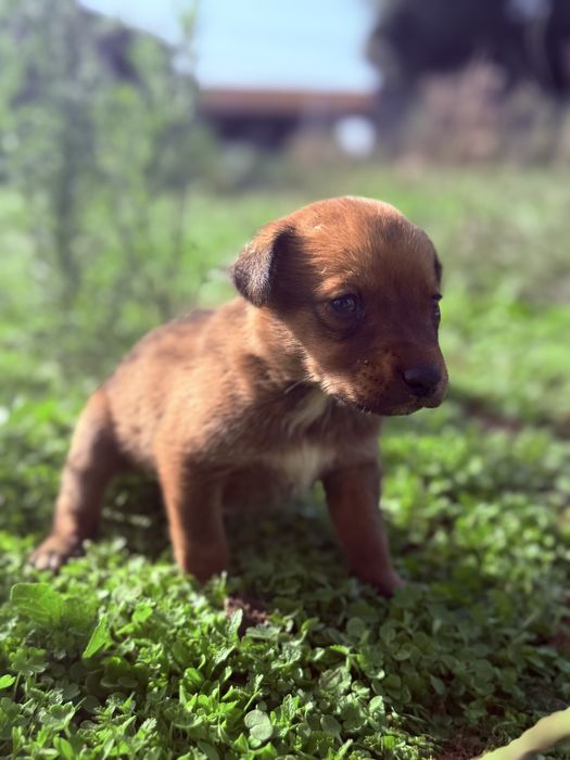 Três bebés à procura de uma família – 2 Cão e 1 Cadela