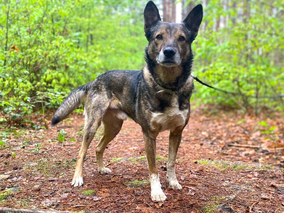 Mądry Monte, pies 4 letni, 18kg adopcja za darmo oddam
