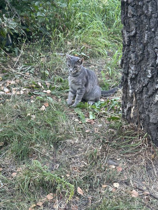 Кішечка   6 місяців