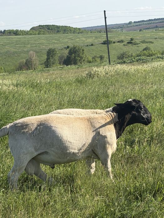 Продам Овцематку , продажа баранов, Баранчики Дорпер