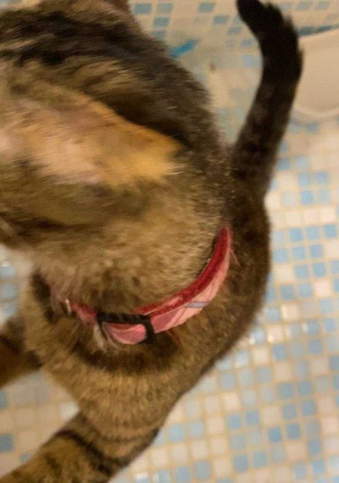 Знайшлася кицюня з рожевим ошийником на парковці по Бажана 26