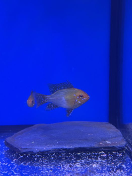 Ramirezis german e ramirezis gold