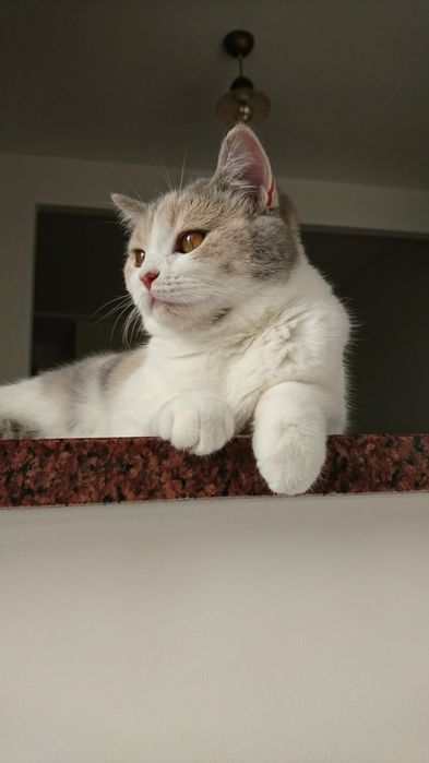 Пропоную послуги по перетримці домашніх улюбленців.