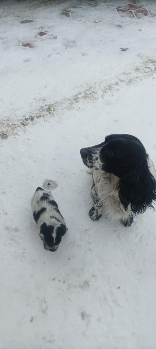 Цуценя породи Спанієль Російська