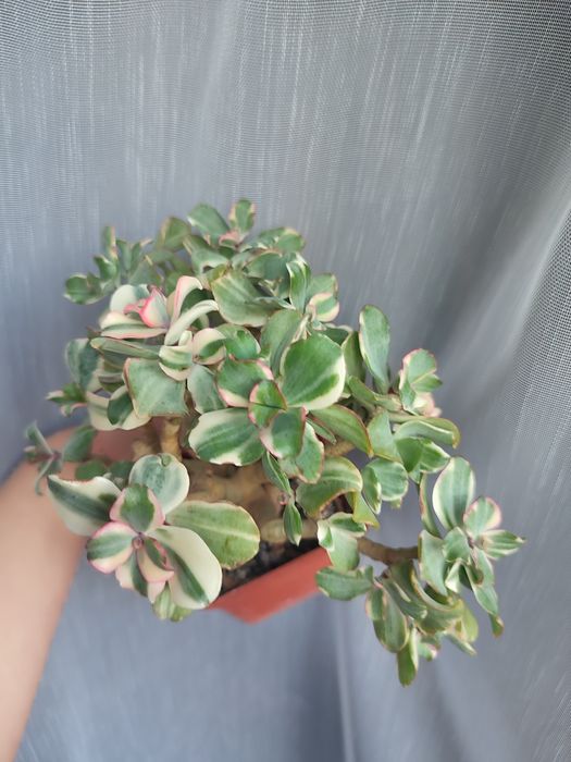 Curly Green variegata    Сукуленти красула красула грошове дерево