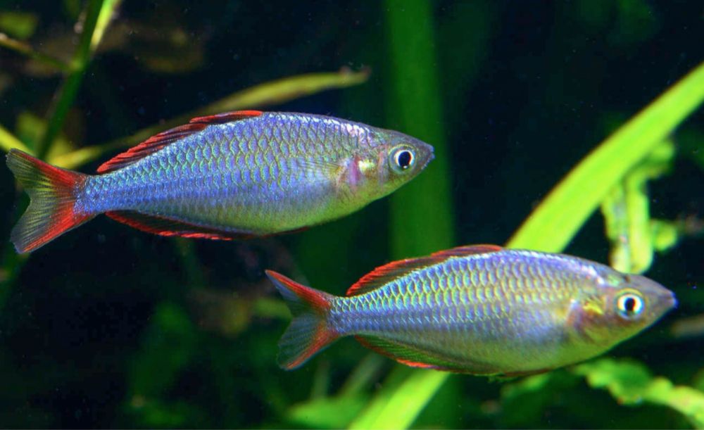 Praecox peixe cardume